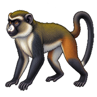 Greater Spot-nosed Monkey