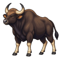 Gaur