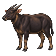 Lowland Anoa