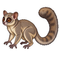 Small-Eared Greater Galago