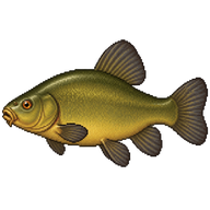 Tench