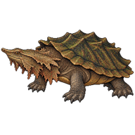Mata Mata Turtle