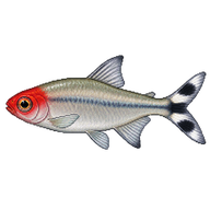 Rummy-nose Tetra