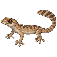 Flat-tailed House Gecko
