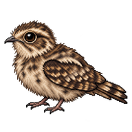 Savanna Nightjar Chick