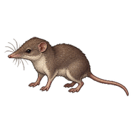 Asian House Shrew