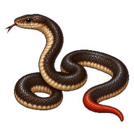 Red-tailed Pipe Snake