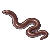 Brahminy Blind Snake