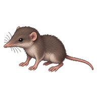 Asian House Shrew Pup