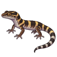 Banded Bent-toed Gecko