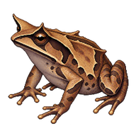 Malayan Horned Frog