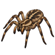 Wolf Spider