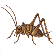 Cave Cricket