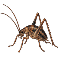 Black-sided Camel Cricket
