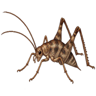 Japanese Camel Cricket