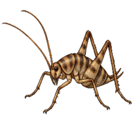 Japanese Camel Cricket Nymph