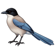 Iberian Magpie