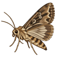 African Cotton Leafworm