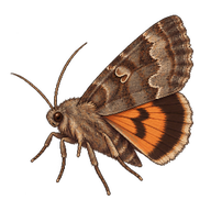 Copper Underwing