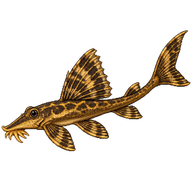 Gold Marbled Farlowella