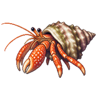 White Spot Hermit Crab