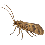 Brown Caddisfly