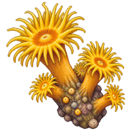 Yellow Cluster Anemone