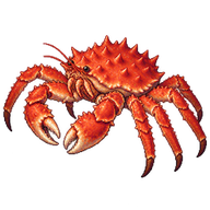 Southern King Crab