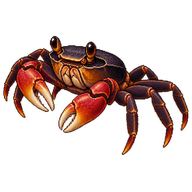 Red Claw Crab