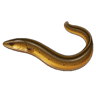 Asian Swamp Eel