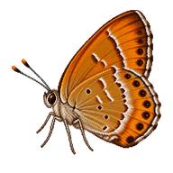 Common Sweep