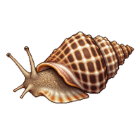 European Netted Dog Whelk