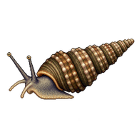 Common Cerith