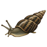 East Mediterranean Melanopsis