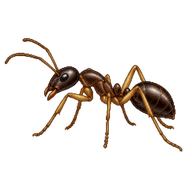 Eastern Asian Formicine Ant