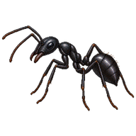 Black Desert Ant