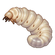 Serviformica Ant Larva