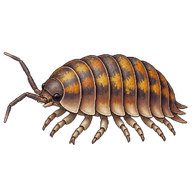 Rainbow Isopod