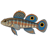 Peacock Goby