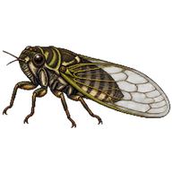 New Forest Cicada