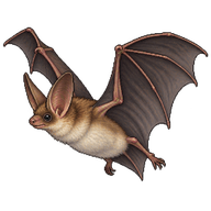 Greater Mouse-Eared Bat