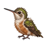 Chestnut-bellied Hummingbird Nestling