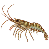 California Little Shrimp