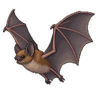 Javan Pipistrelle