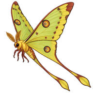 Comet Moth