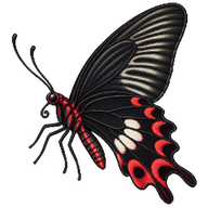 Common Rose Butterfly