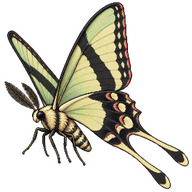 Tropical Swallowtail Moth