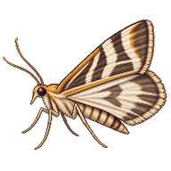 Zebra Grass Moth