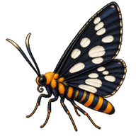 Handmaiden Moth