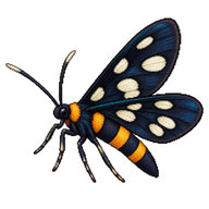 Handmaiden Moth